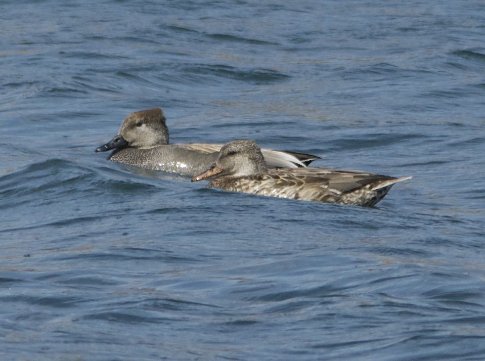Gadwalls